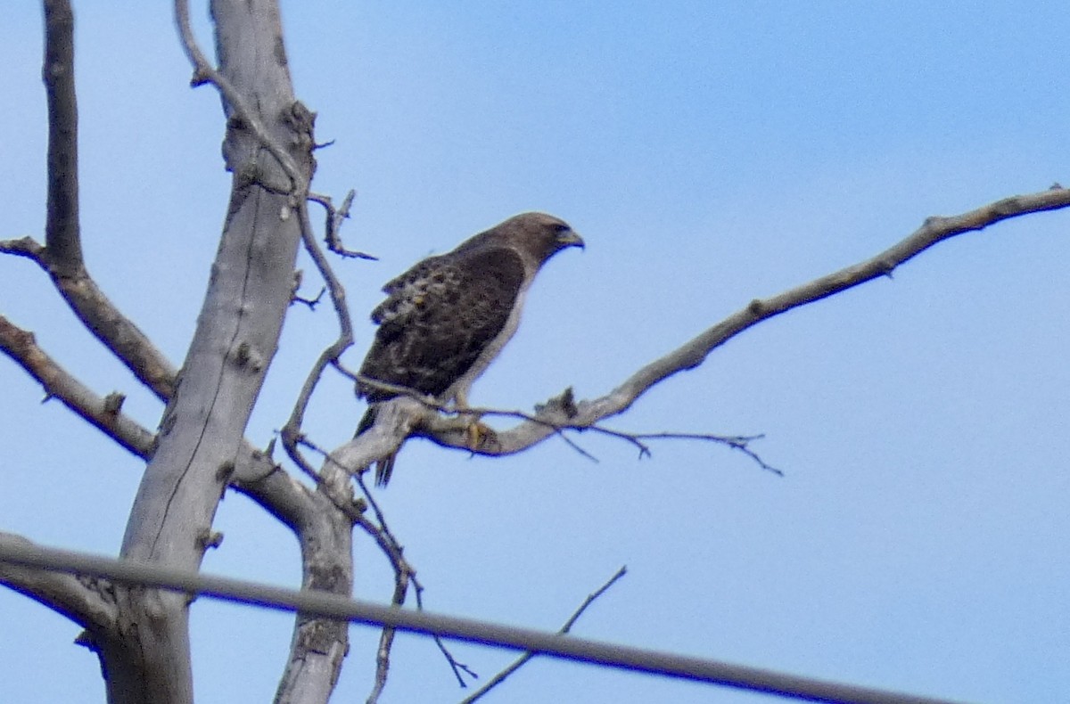 Red-tailed Hawk - John Callender