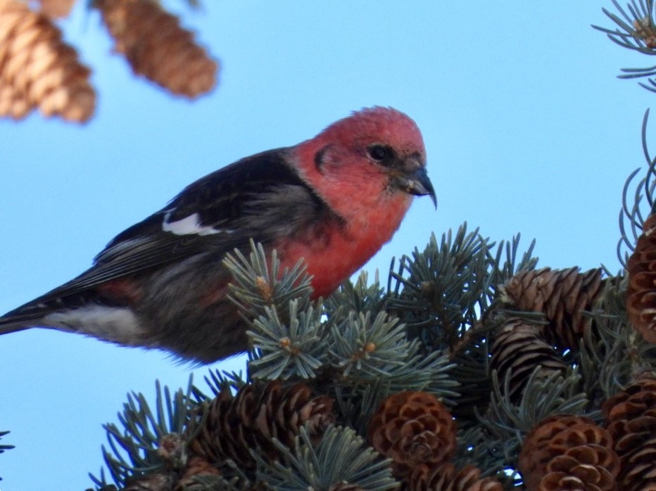 White-winged Crossbill - Jack Lefor