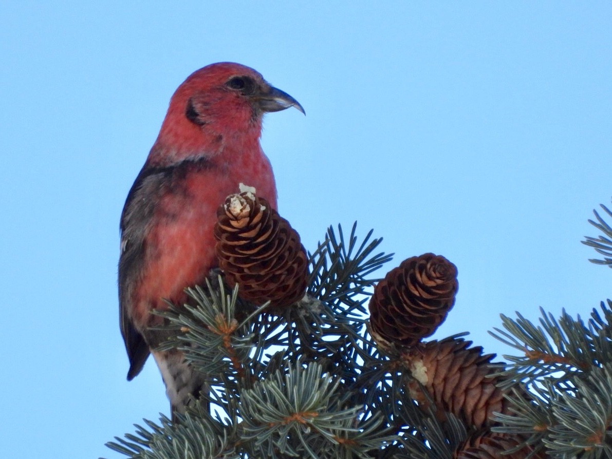 White-winged Crossbill - Jack Lefor