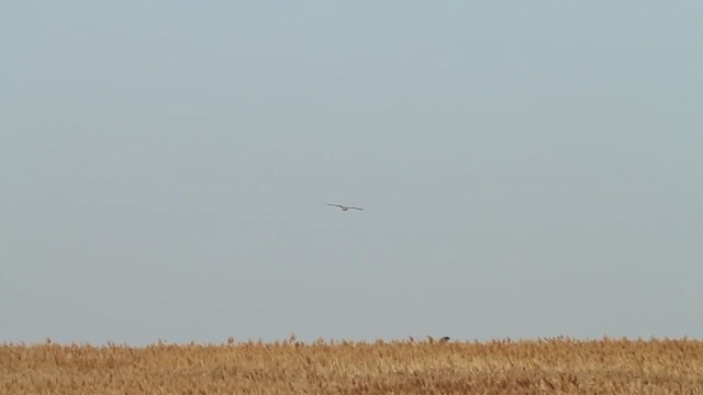 Hudsonweihe - ML210774081