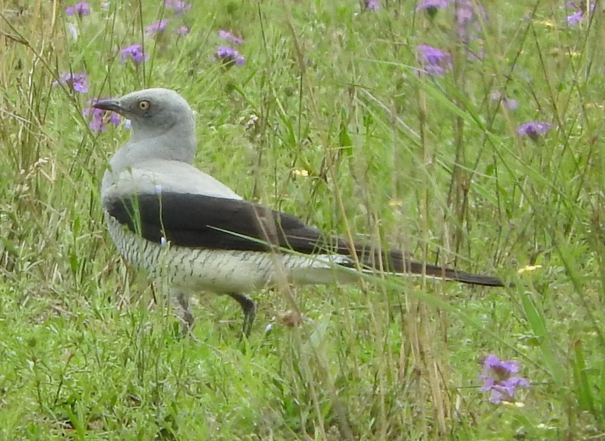 Ground Cuckooshrike - ML21077451