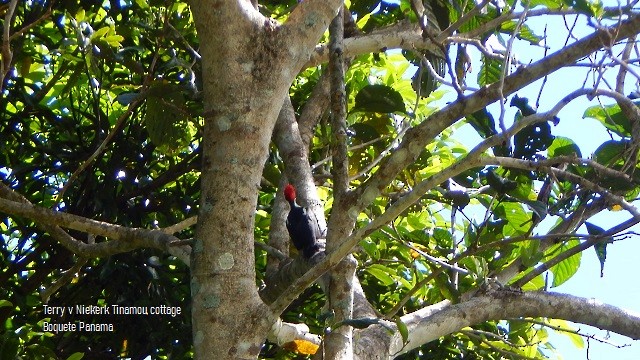 Lineated Woodpecker - ML210774601