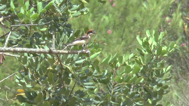 Woodchat Shrike (Western) - ML210775191