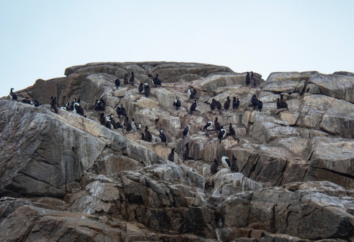 Antarctic Shag - ML210776841