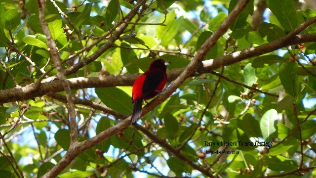 Crimson-backed Tanager - ML210777201