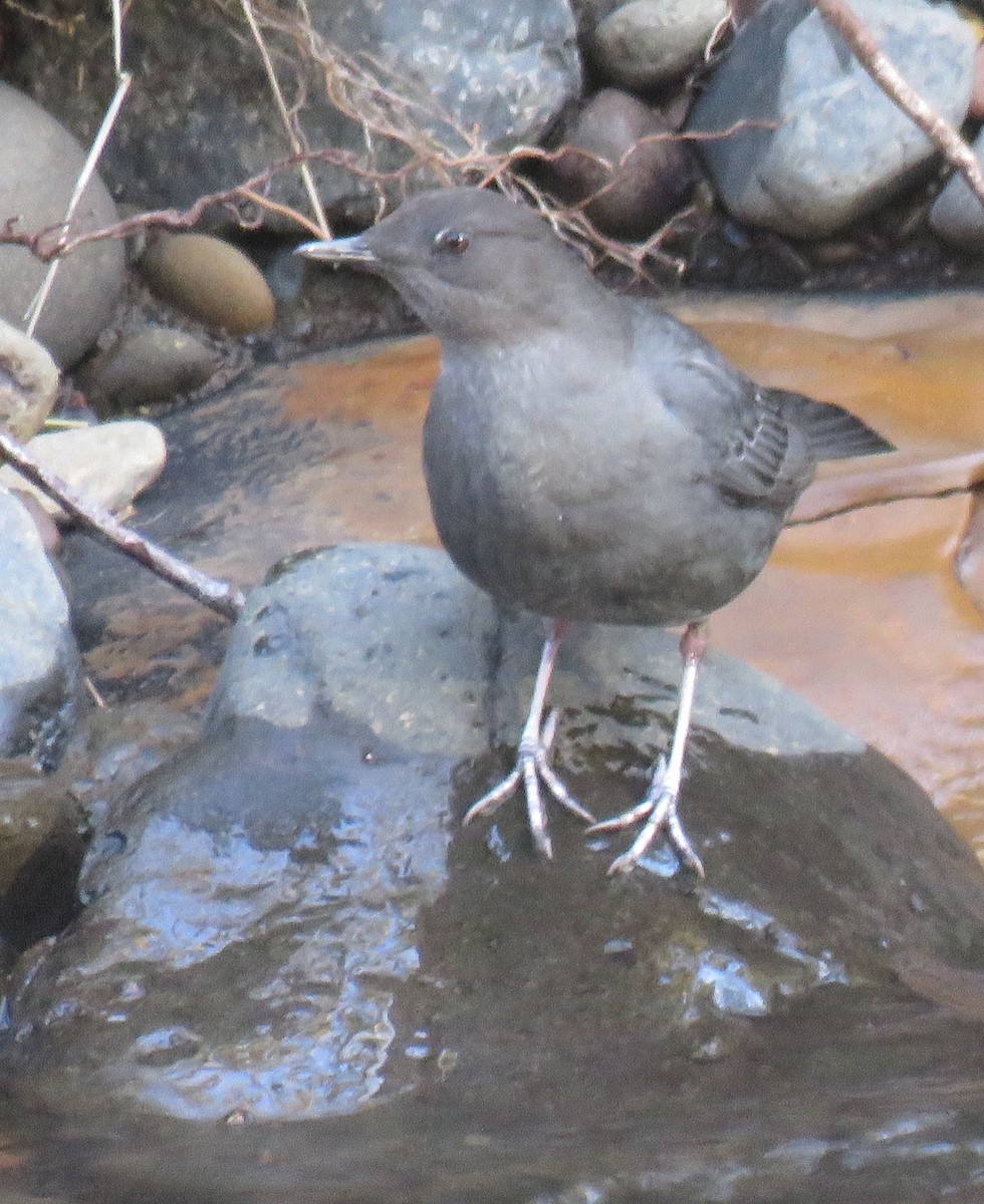 American Dipper - ML210777301