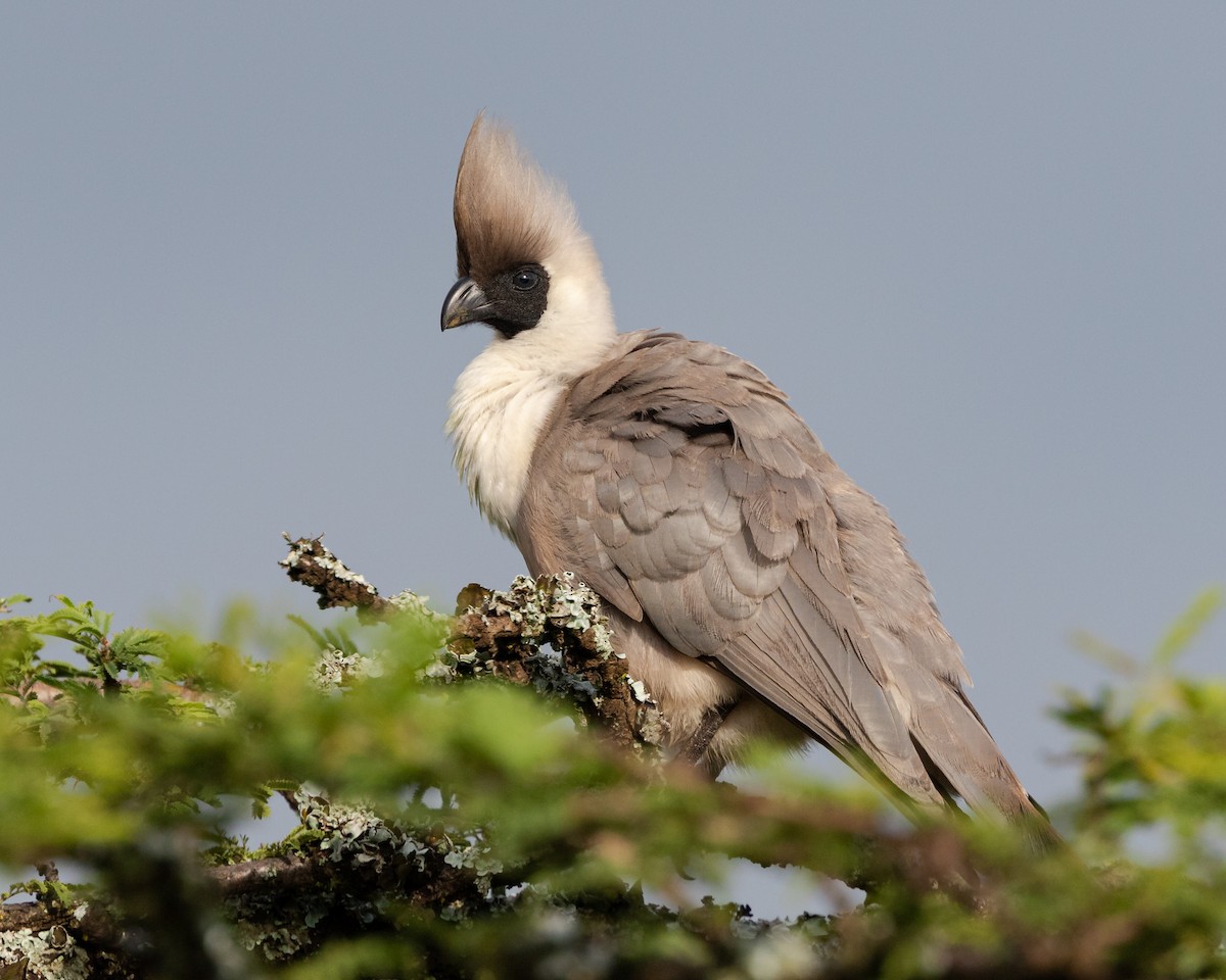 Bare-faced Go-away-bird - Todd Dixon