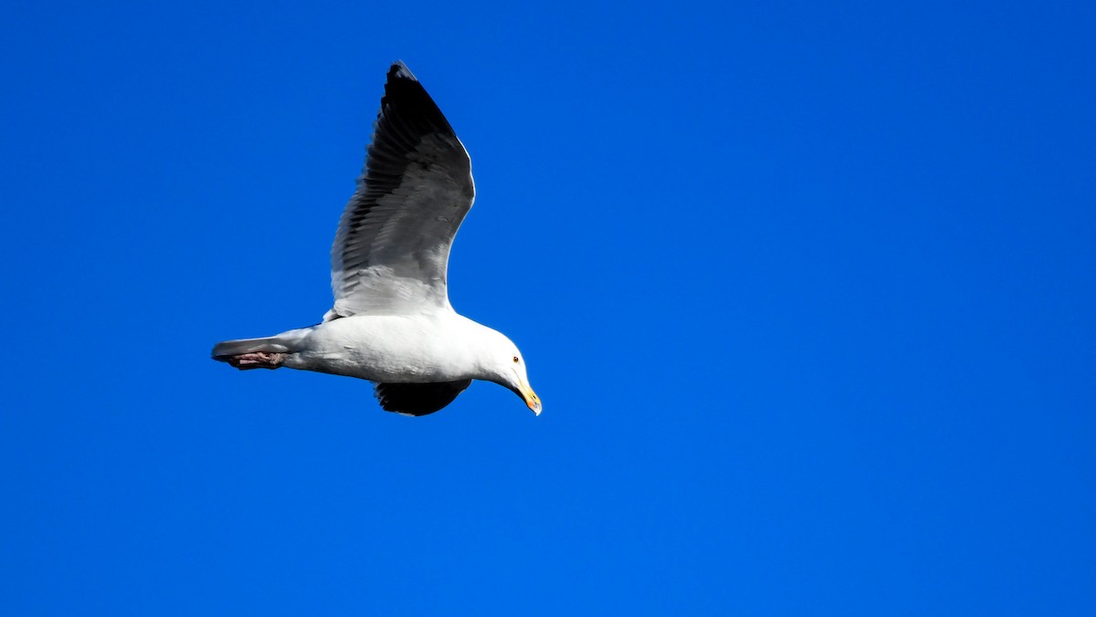 Great Black-backed Gull - Sanford Sorkin