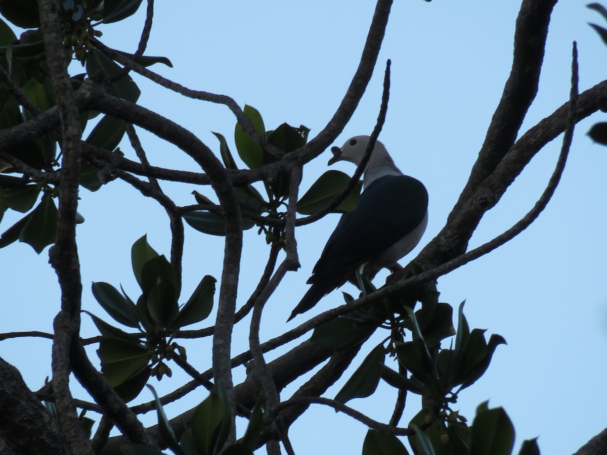holub papuánský - ML210781281