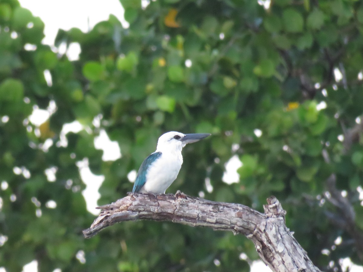 Beach Kingfisher - ML210781721