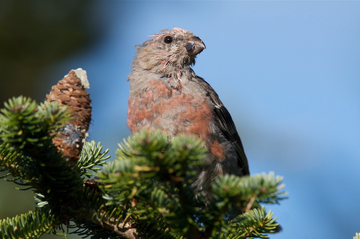 Pine Grosbeak - ML210781781