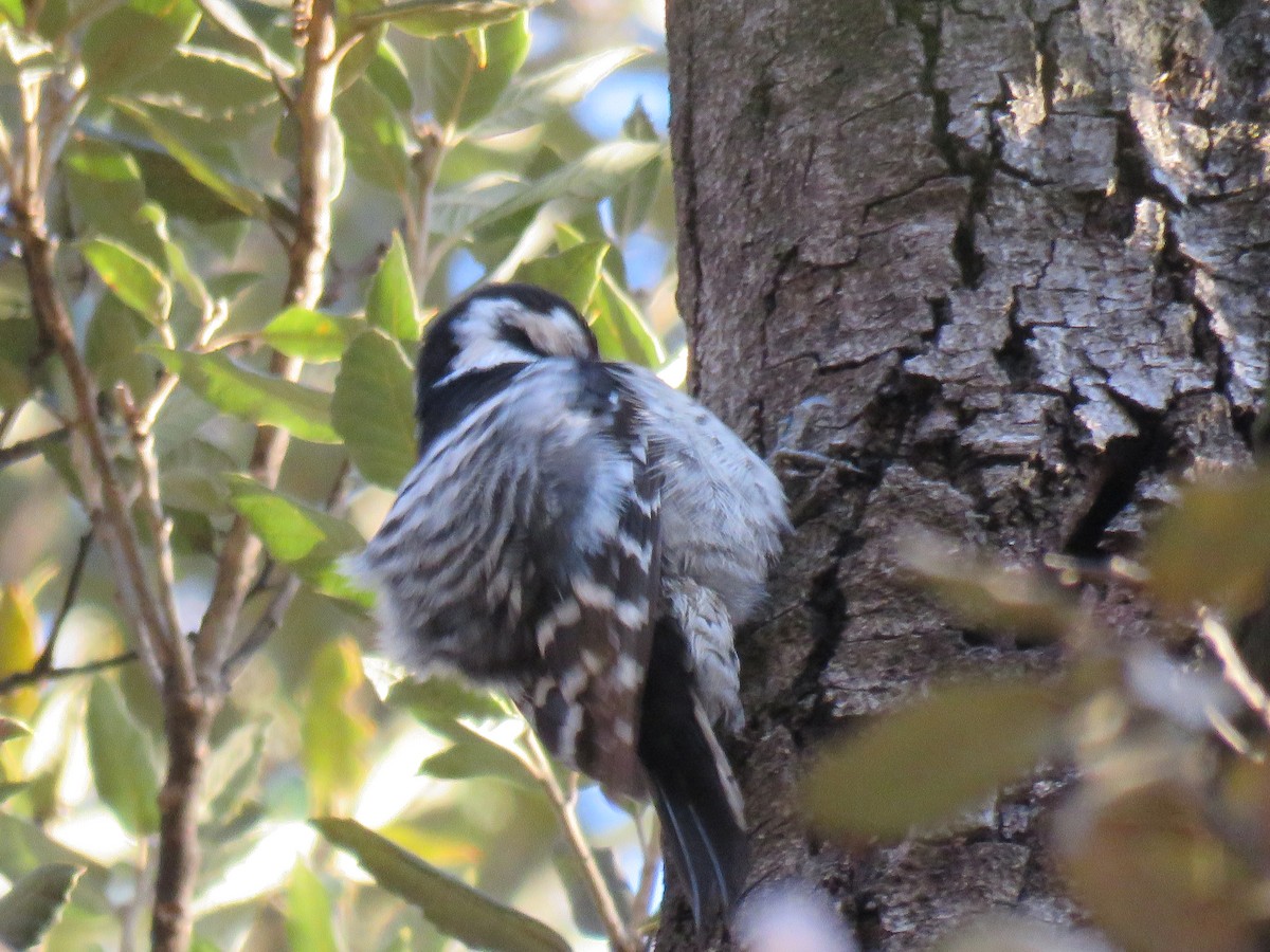 Lesser Spotted Woodpecker - ML210784421
