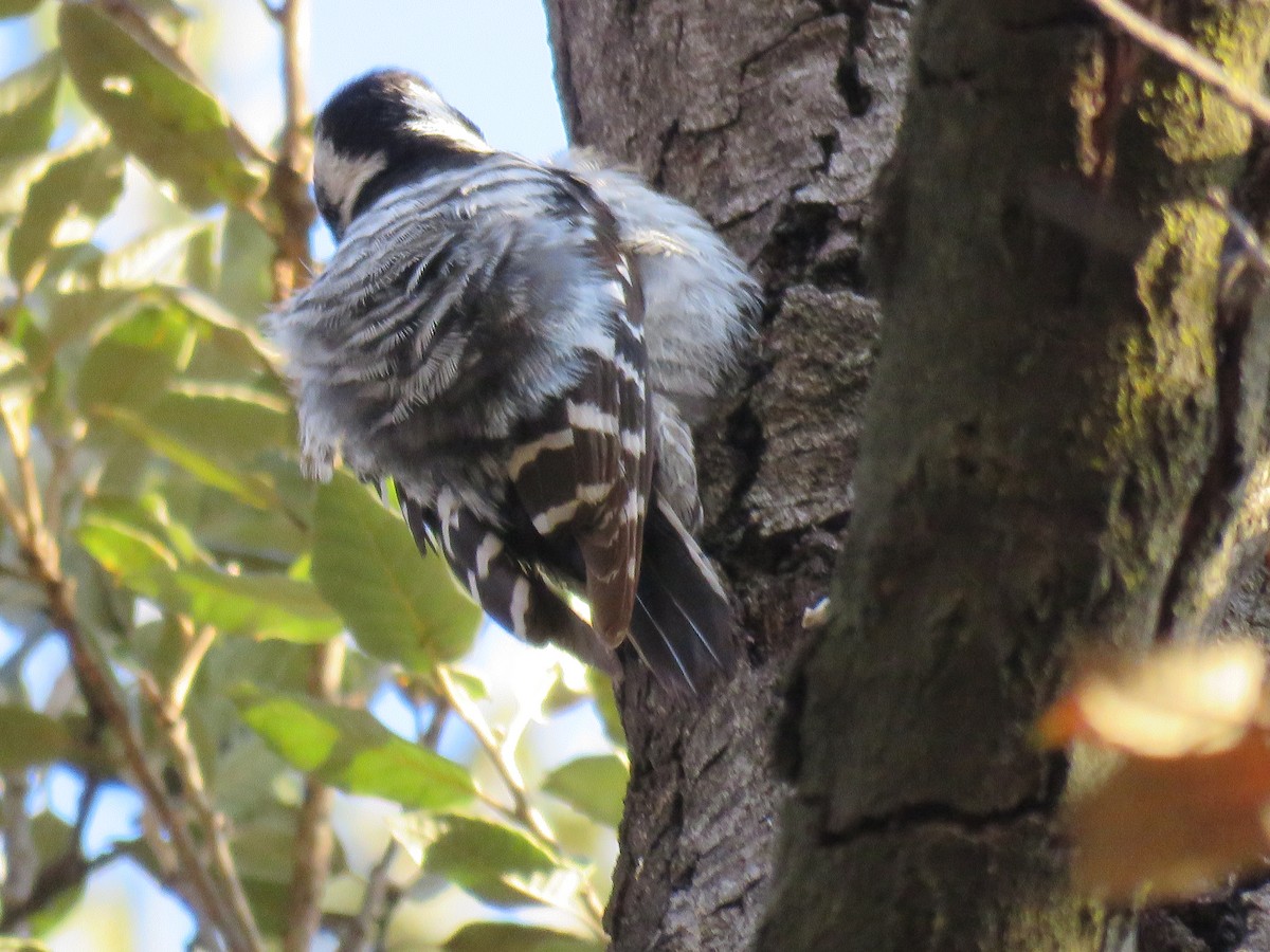 Lesser Spotted Woodpecker - ML210784481