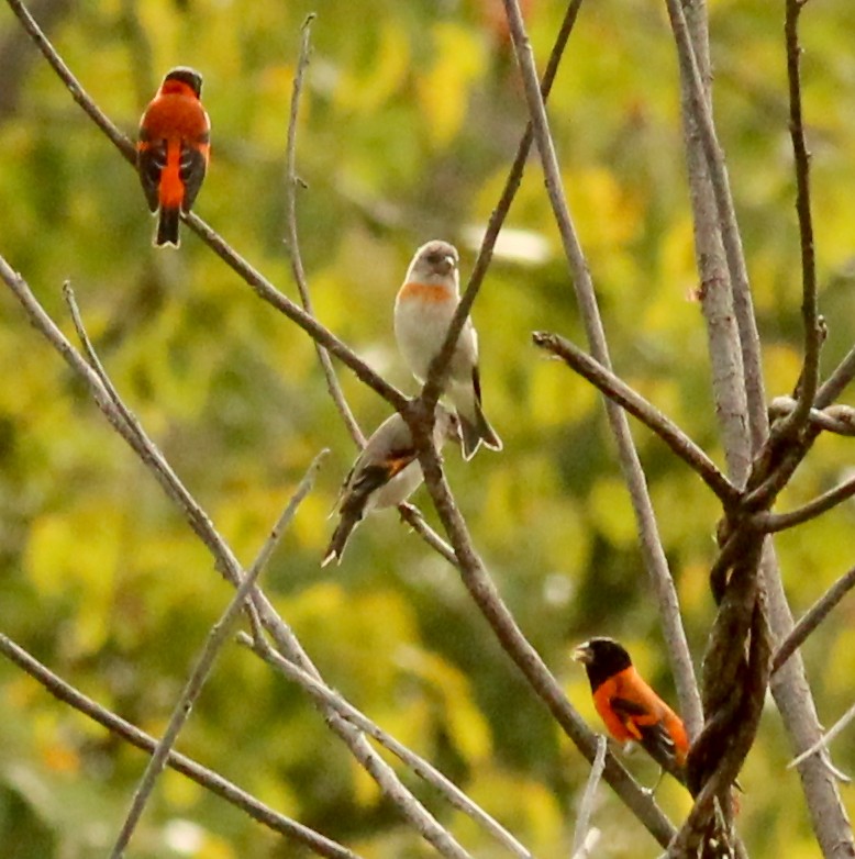 Red Siskin - ML210785311