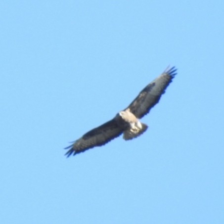 Common Buzzard - ML210787851