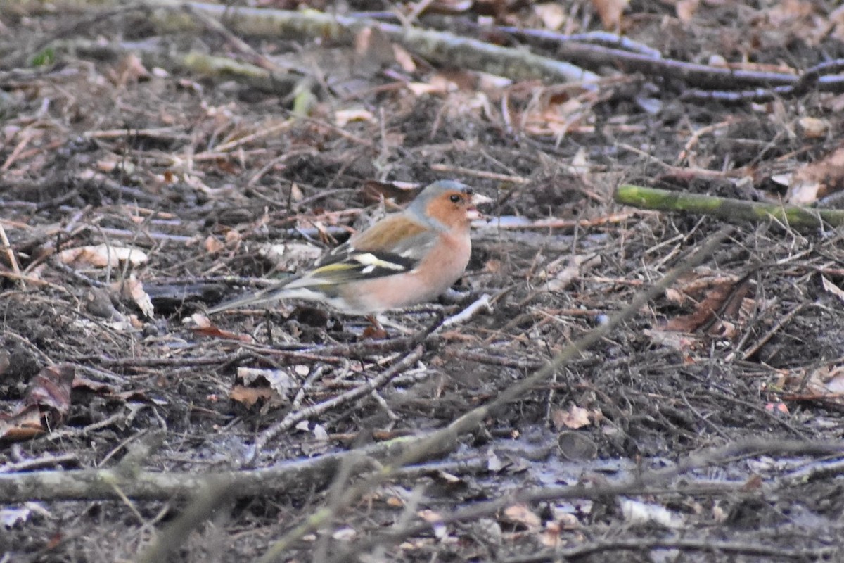 Common Chaffinch - ML210787911