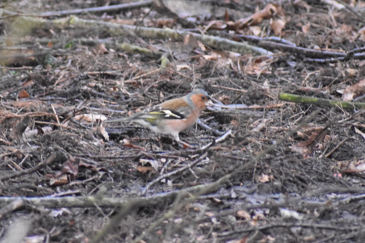 Common Chaffinch - ML210787931