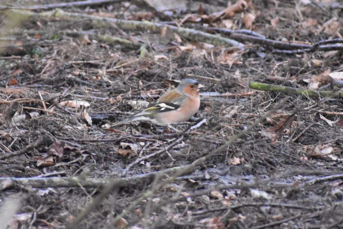 Common Chaffinch - ML210787951