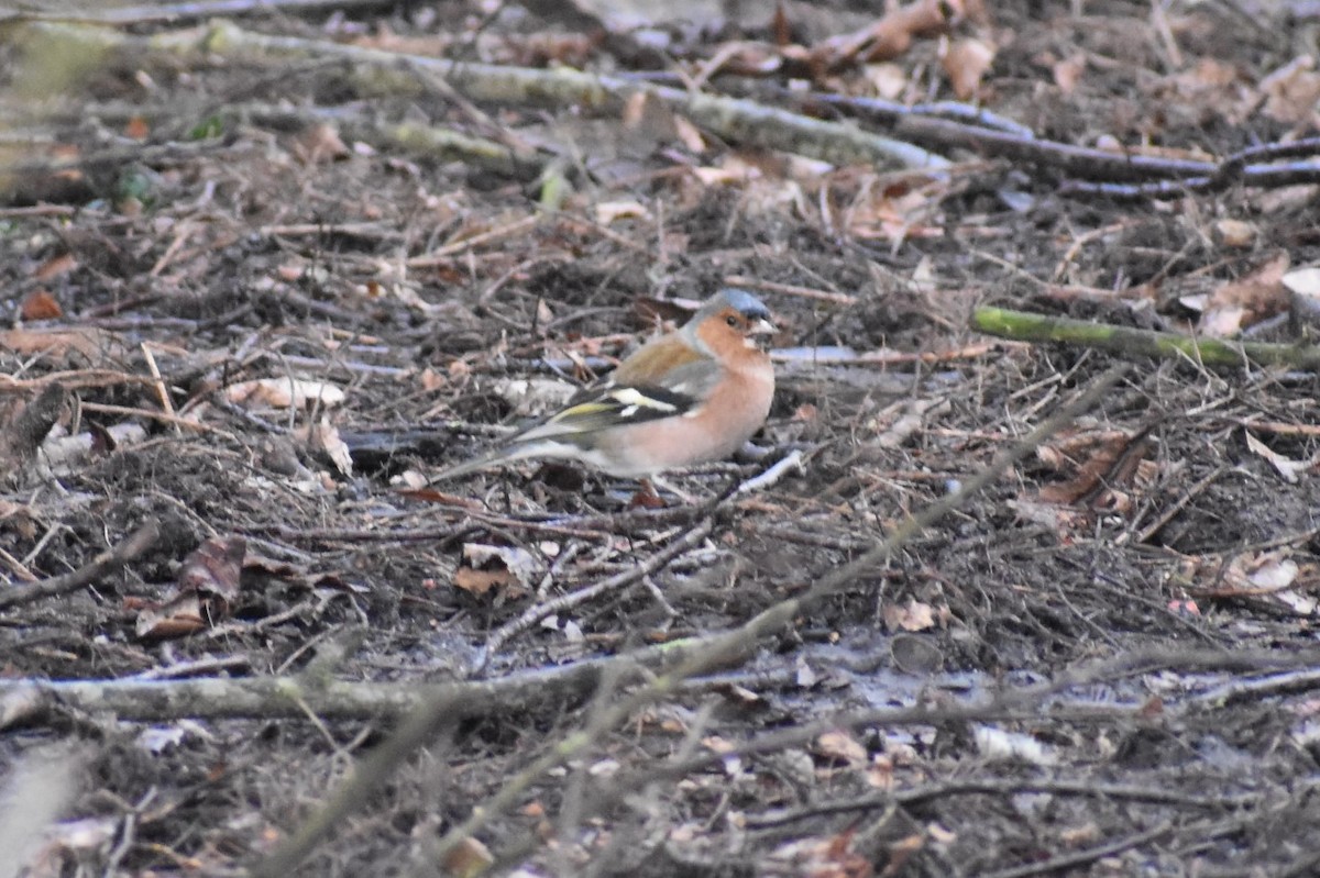 Common Chaffinch - ML210787961