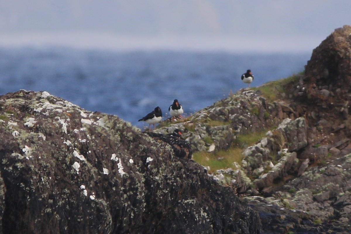 Eurasian Oystercatcher - ML210790621