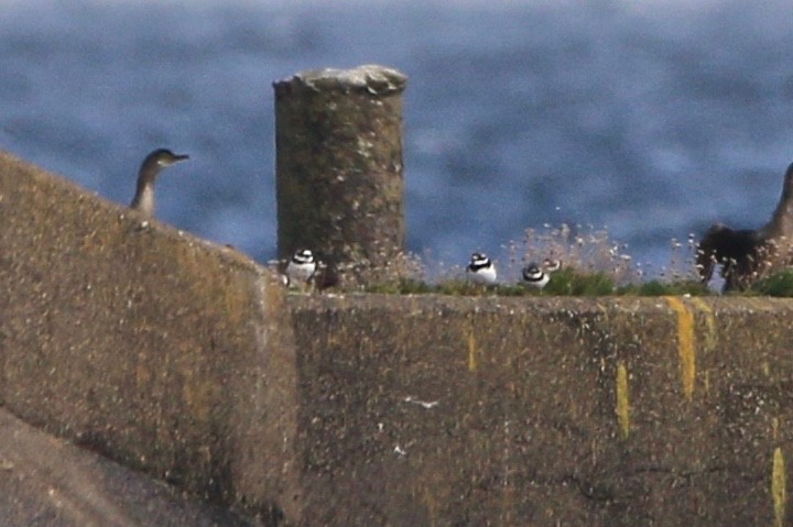 Common Ringed Plover - ML210790701