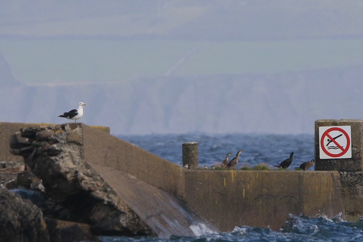 Great Black-backed Gull - ML210790781