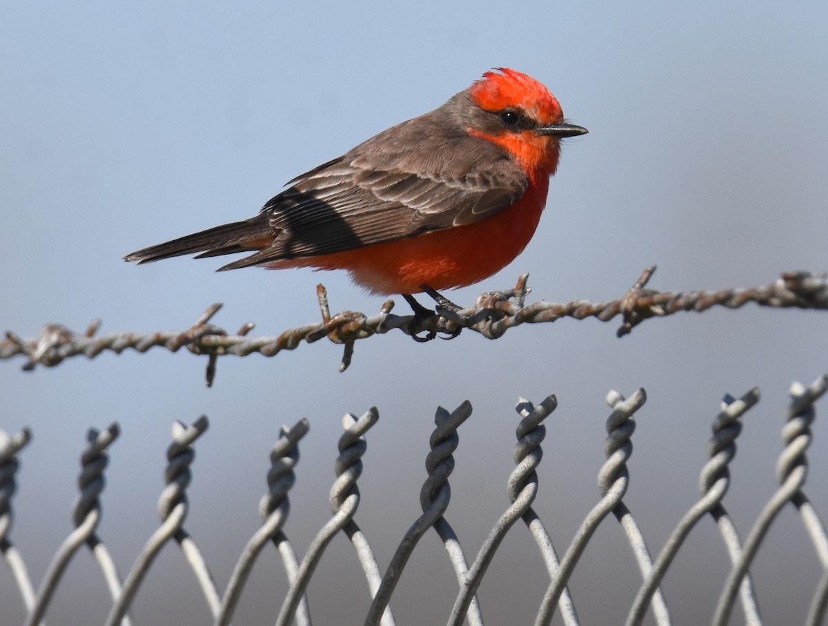 Vermilion Flycatcher - Glenn Wyatt