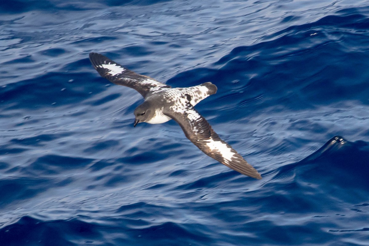 Cape Petrel (Antarctic) - ML210792431