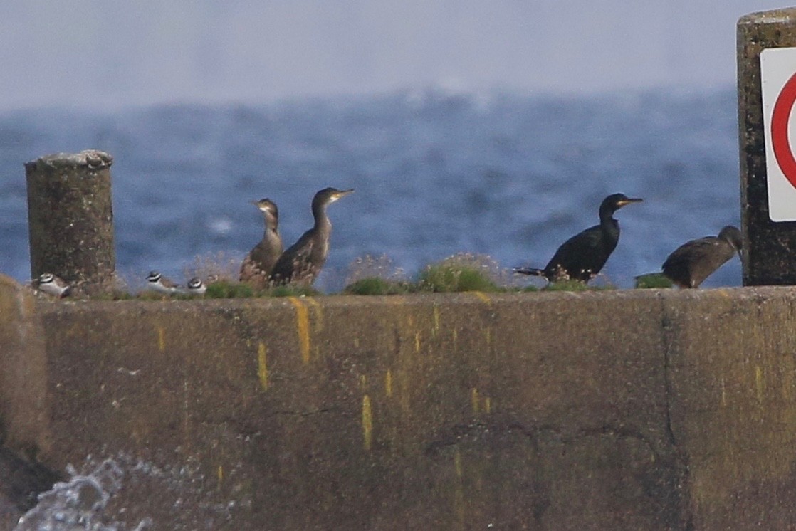 Great Cormorant - ML210793141