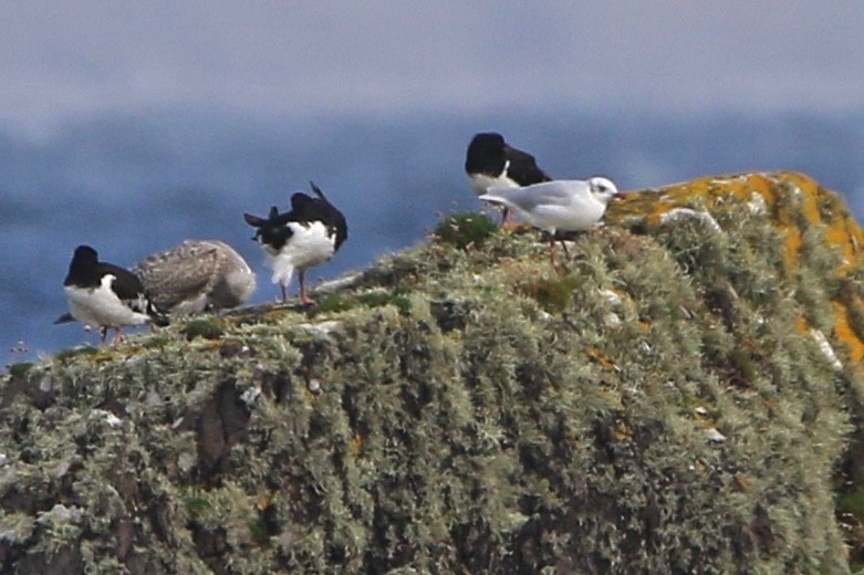 Eurasian Oystercatcher - ML210793341