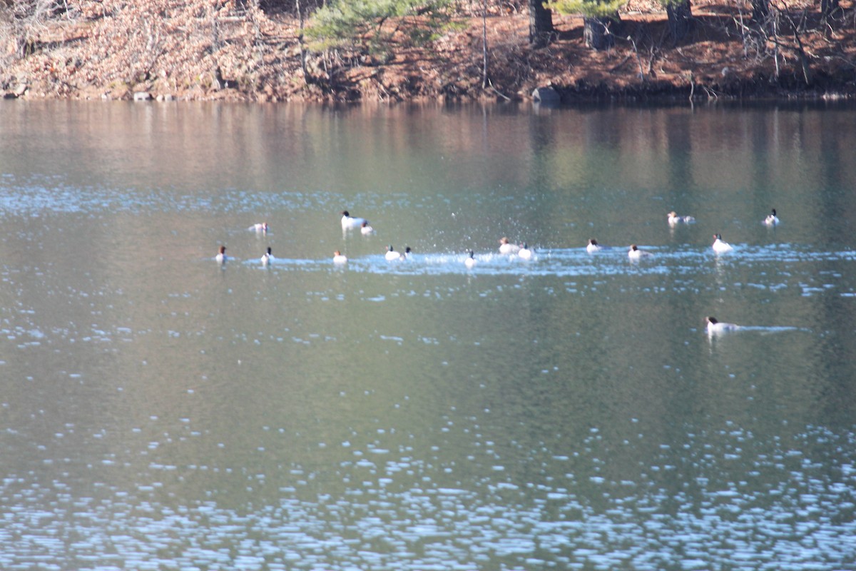 Common Merganser - ML210793951