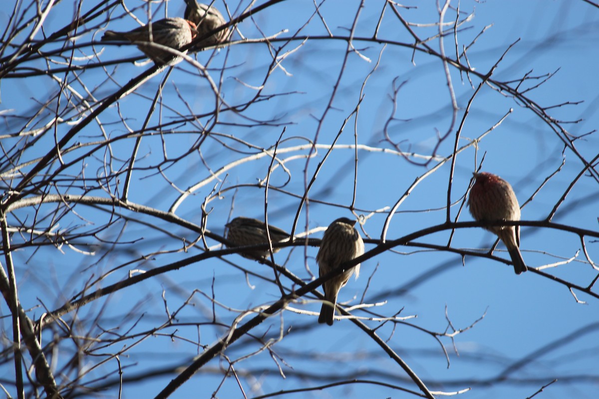 House Finch - ML210794131