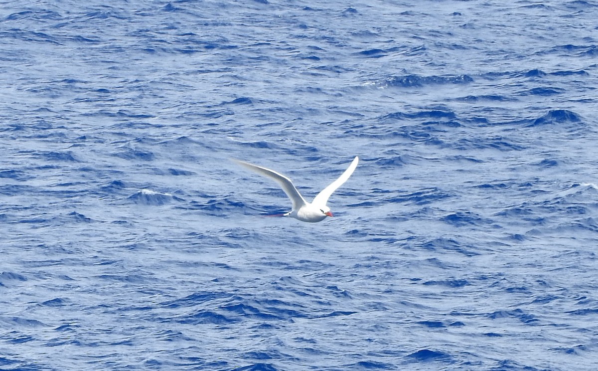 Red-tailed Tropicbird - ML210794601