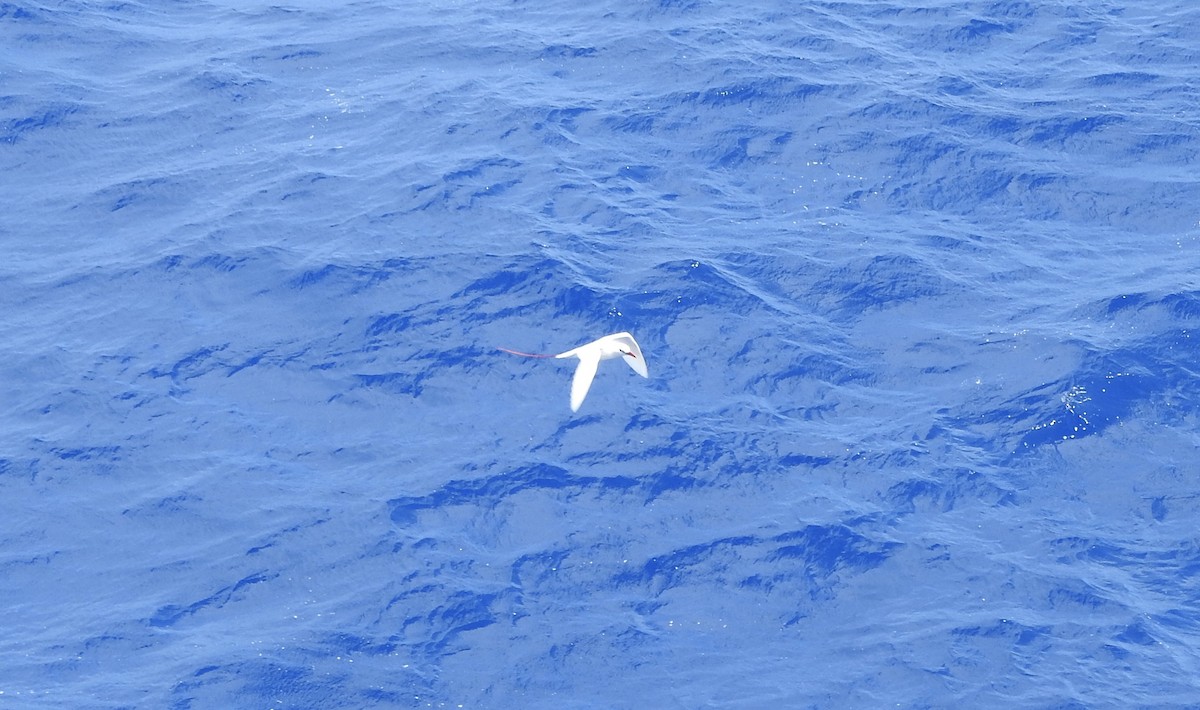 Red-tailed Tropicbird - ML210794621