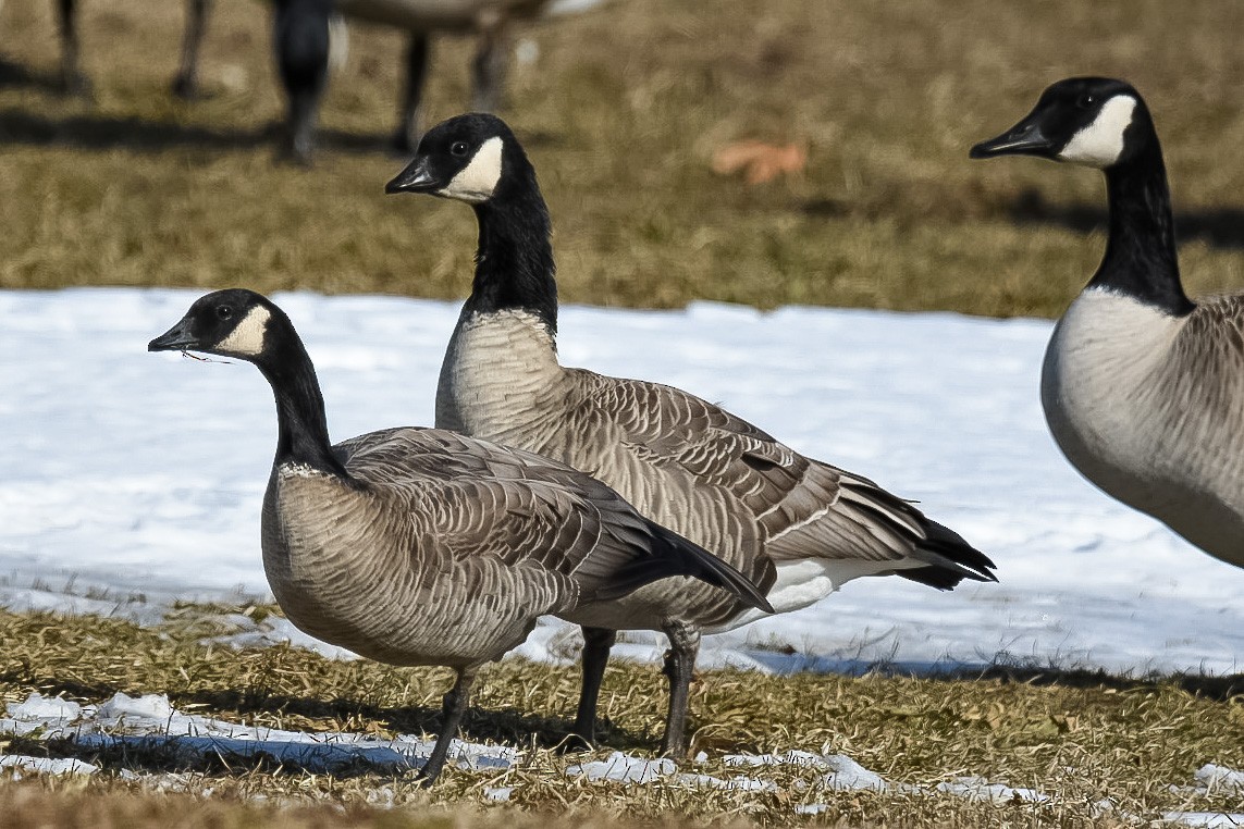 Cackling Goose - Donald Dixon