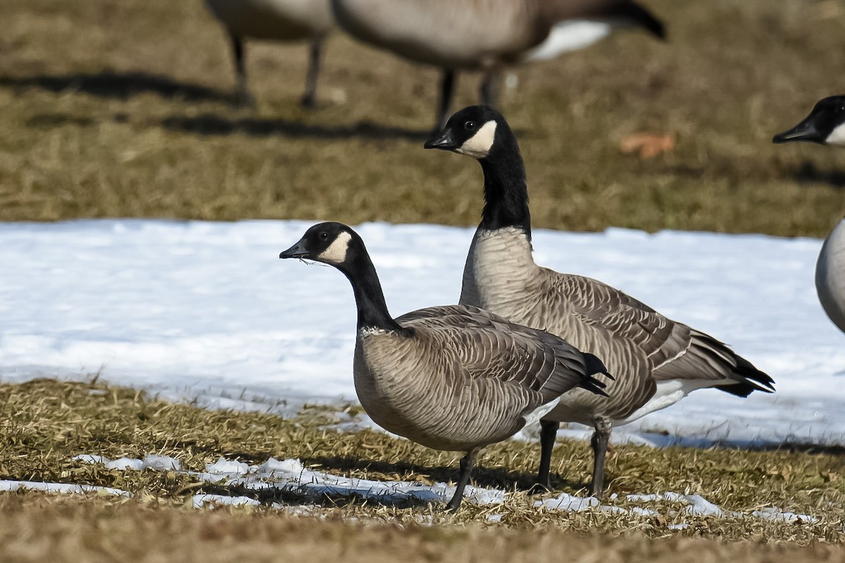 Cackling Goose - Donald Dixon