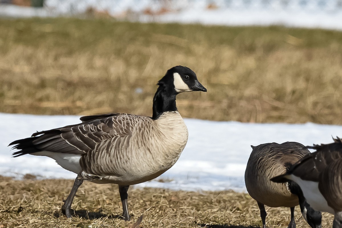 Cackling Goose - Donald Dixon