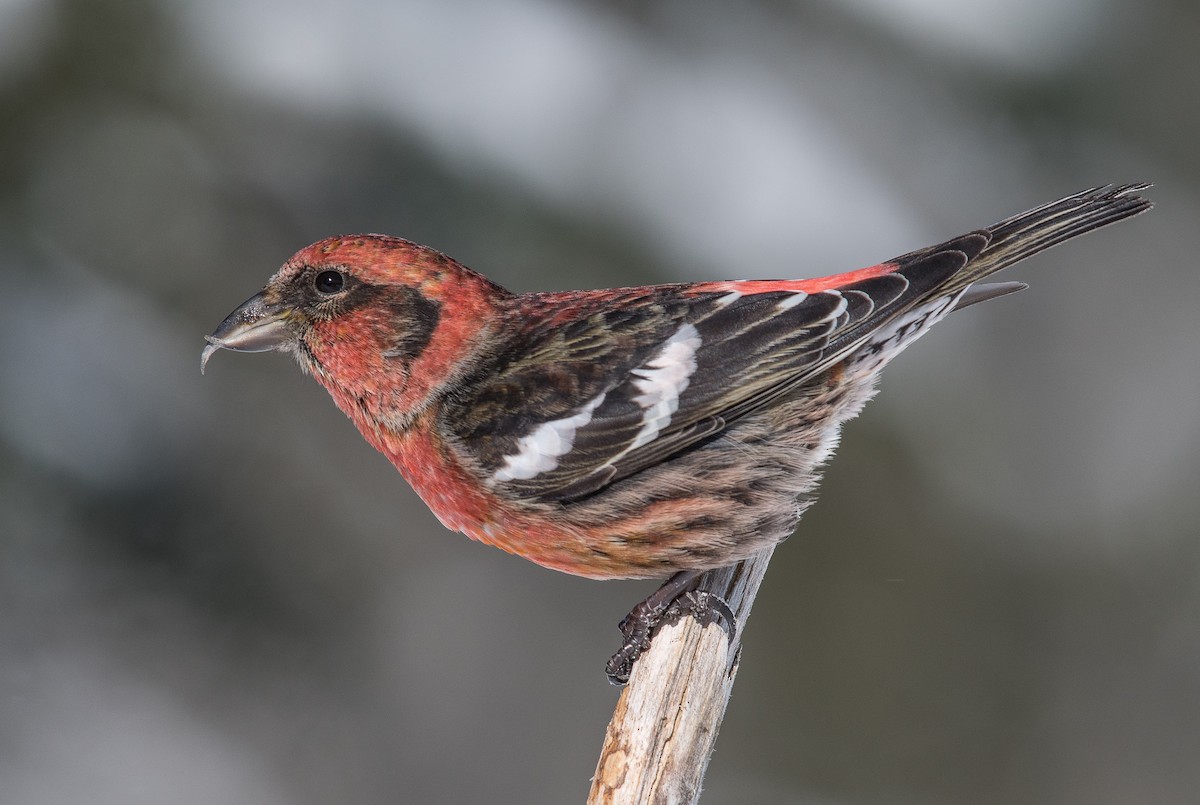 White-winged Crossbill - ML210797731