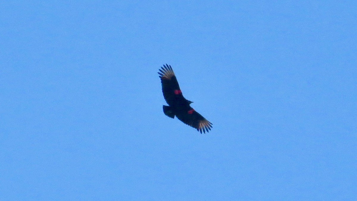 Black Vulture - ML210798441