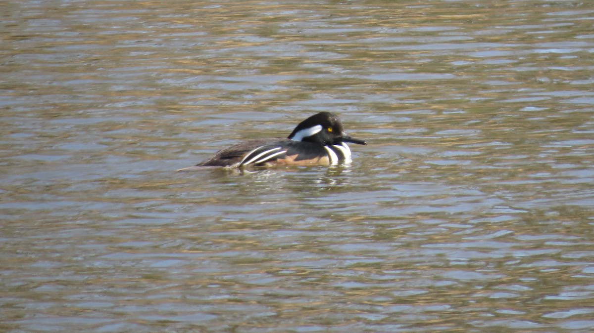 Hooded Merganser - ML210798491