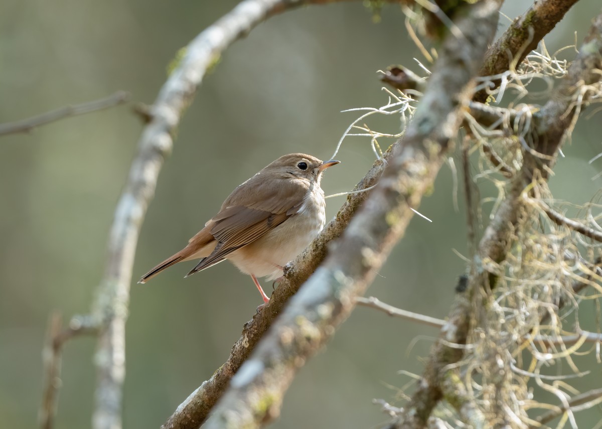 Hermit Thrush - Marc Regnier