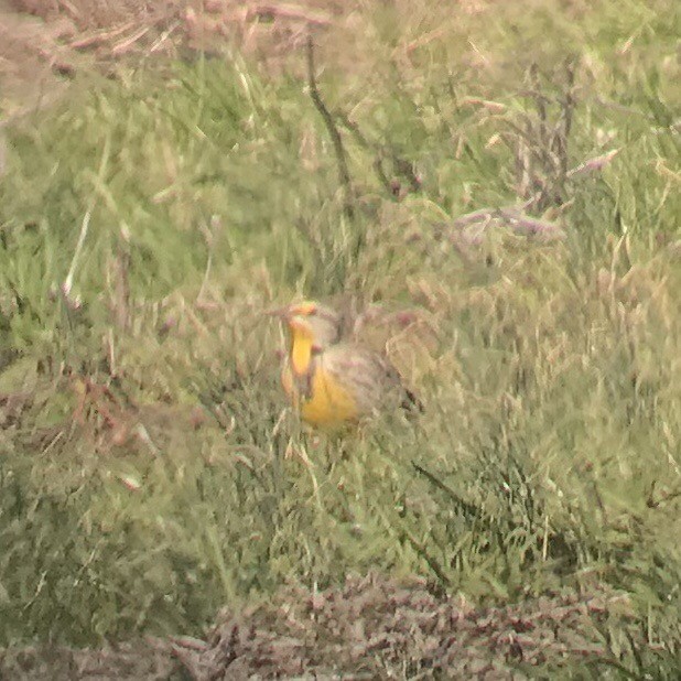 Western Meadowlark - ML210800161