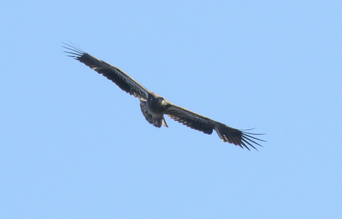 Bald Eagle - ML210800431