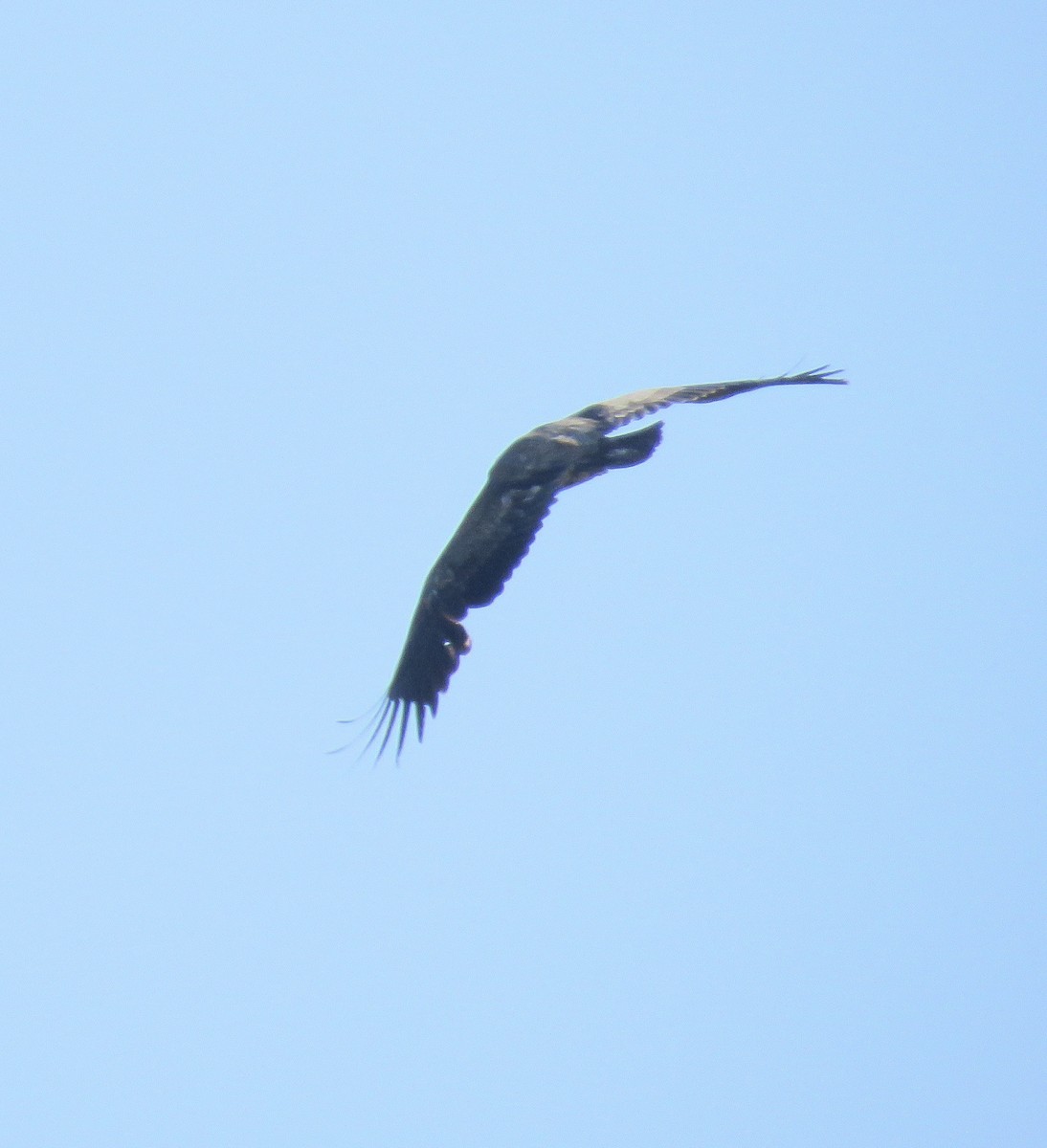 Bald Eagle - ML210800451