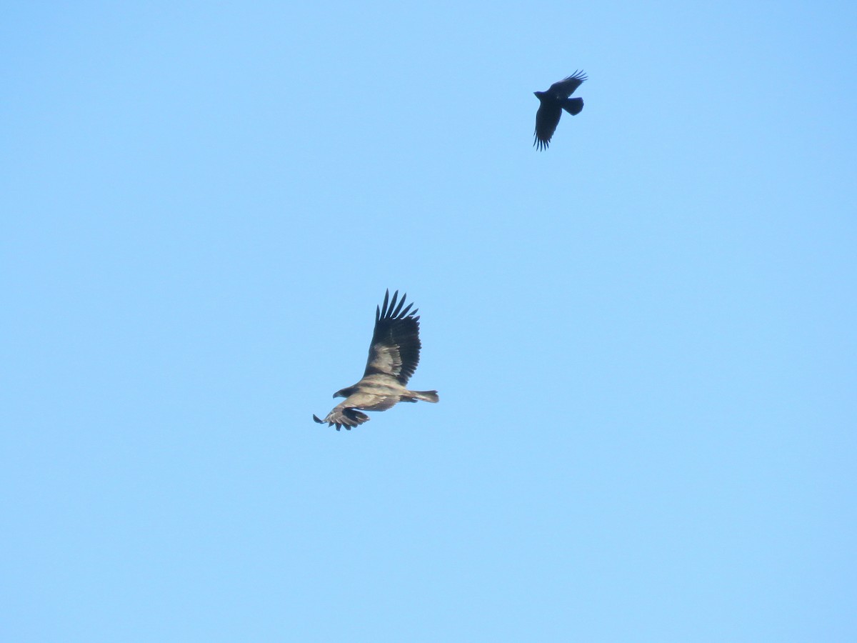 Bald Eagle - ML210800461