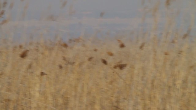 Лунь американський - ML210801081