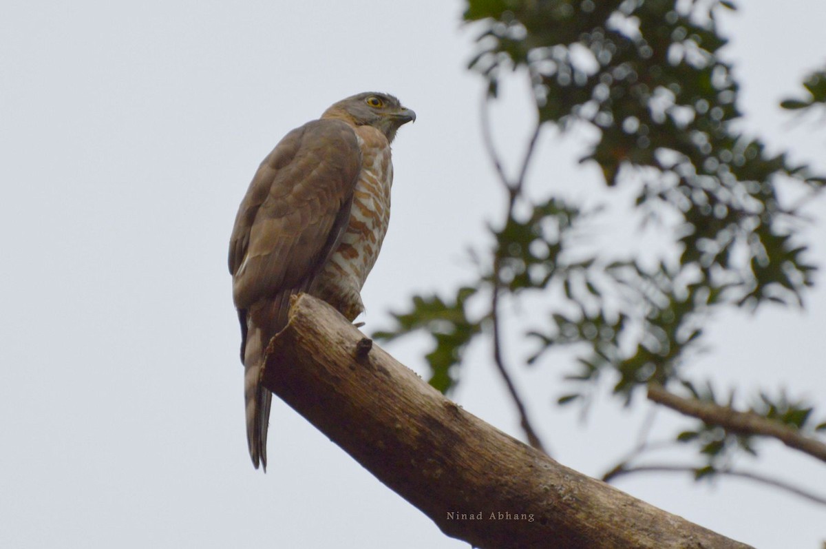 Crested Goshawk - ML21080201