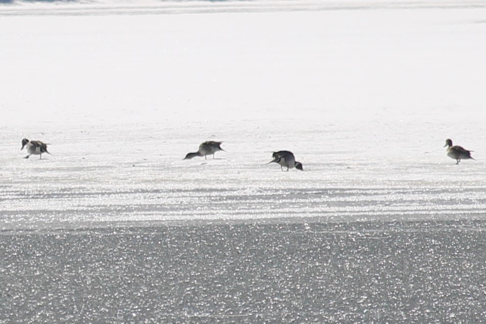 Northern Pintail - ML210803751