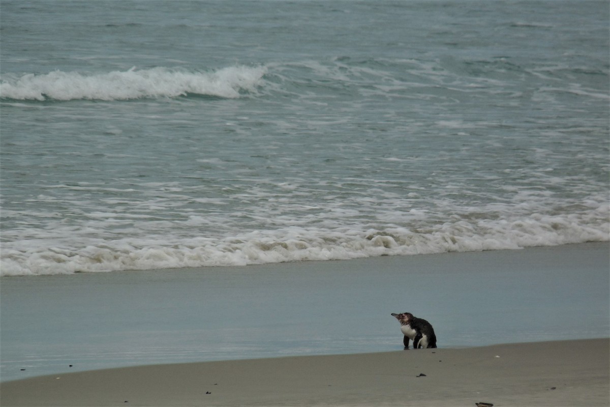 Little Penguin - ML210804191