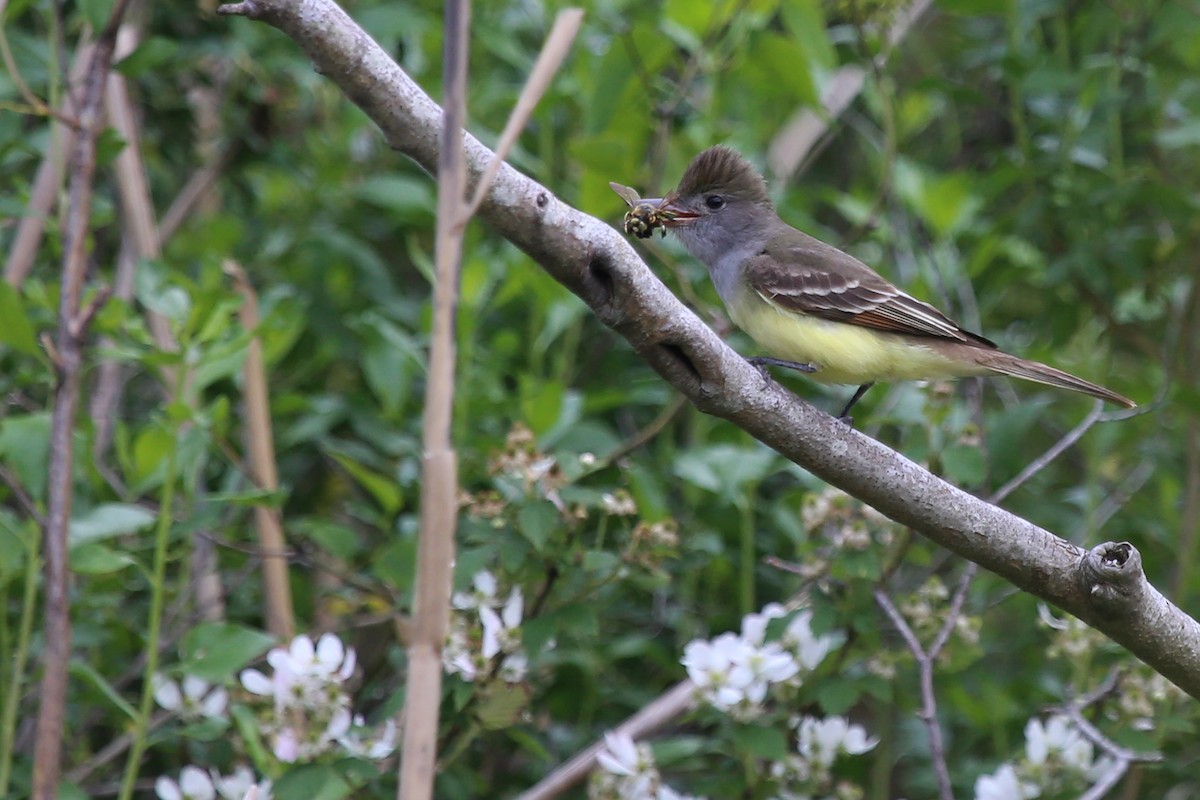 Great Crested Flycatcher - Rob Bielawski